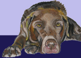 Dog Portraits