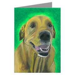 Buddy is a Retriever/Pit Bull/Chow Mix