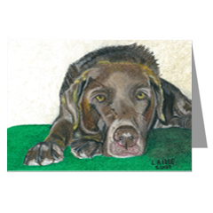 Rusty is a Labrador, Chocolate